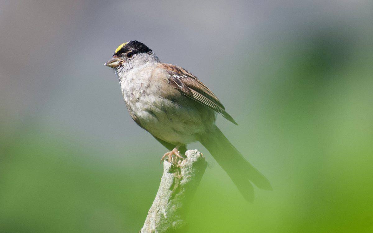 Golden-crowned Sparrow - ML608496859