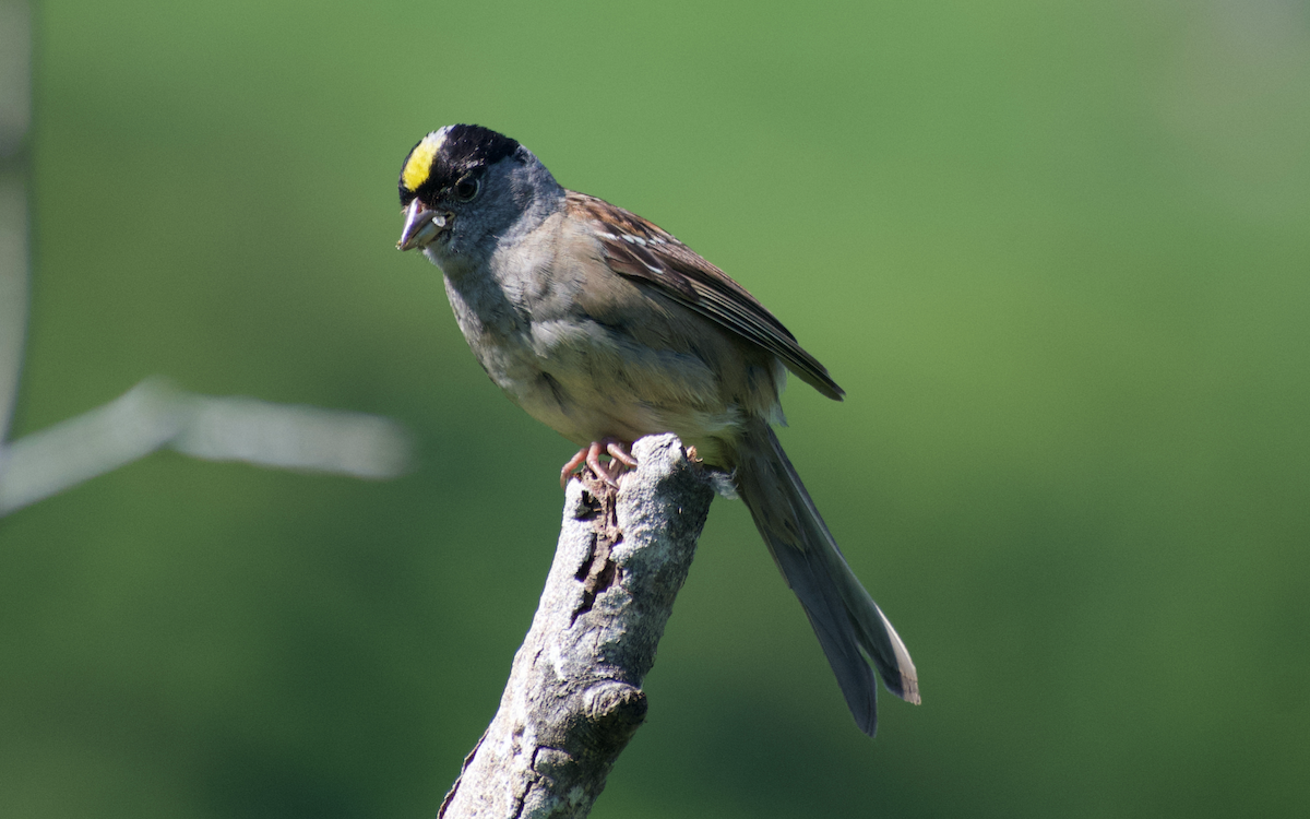Golden-crowned Sparrow - ML608496860