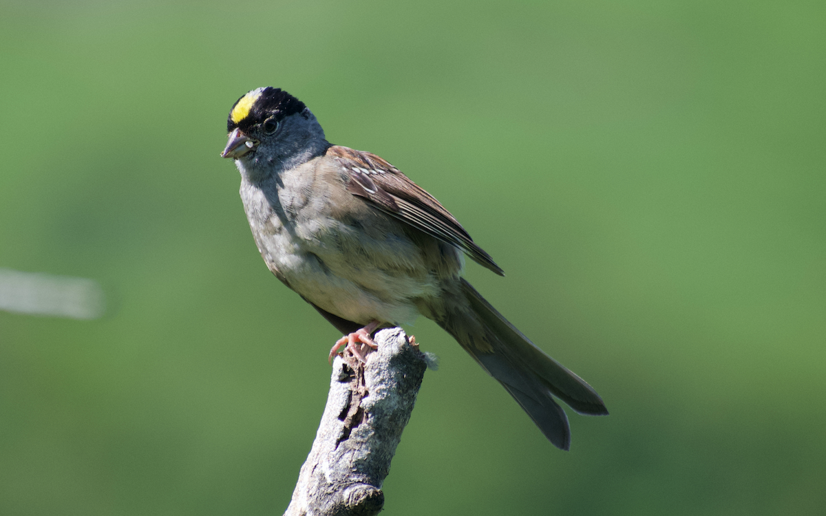 Golden-crowned Sparrow - ML608496861