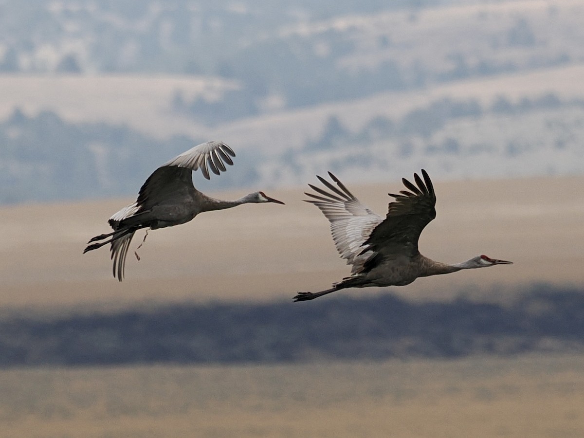 Sandhill Crane - ML608496931