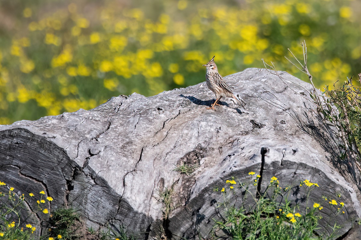 Lark-like Brushrunner - ML608496934