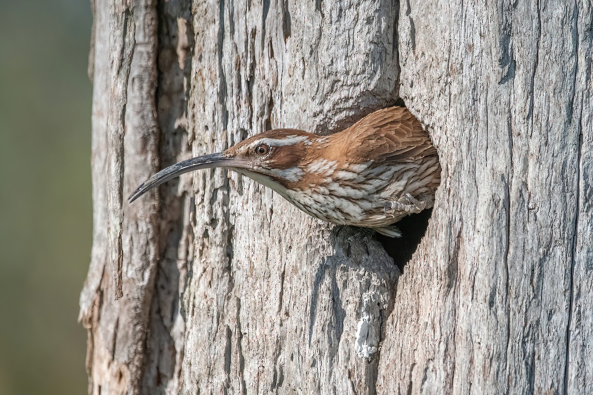 Scimitar-billed Woodcreeper - ML608496940