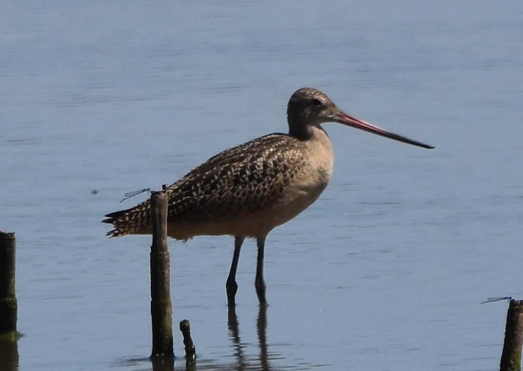 Marbled Godwit - Christi McMillen