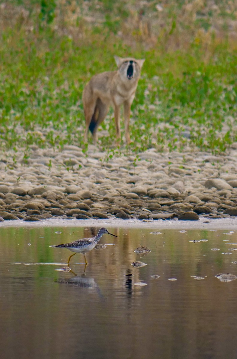 Greater Yellowlegs - ML608496949