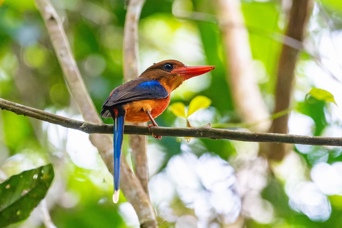 Brown-headed Paradise-Kingfisher - ML608496982