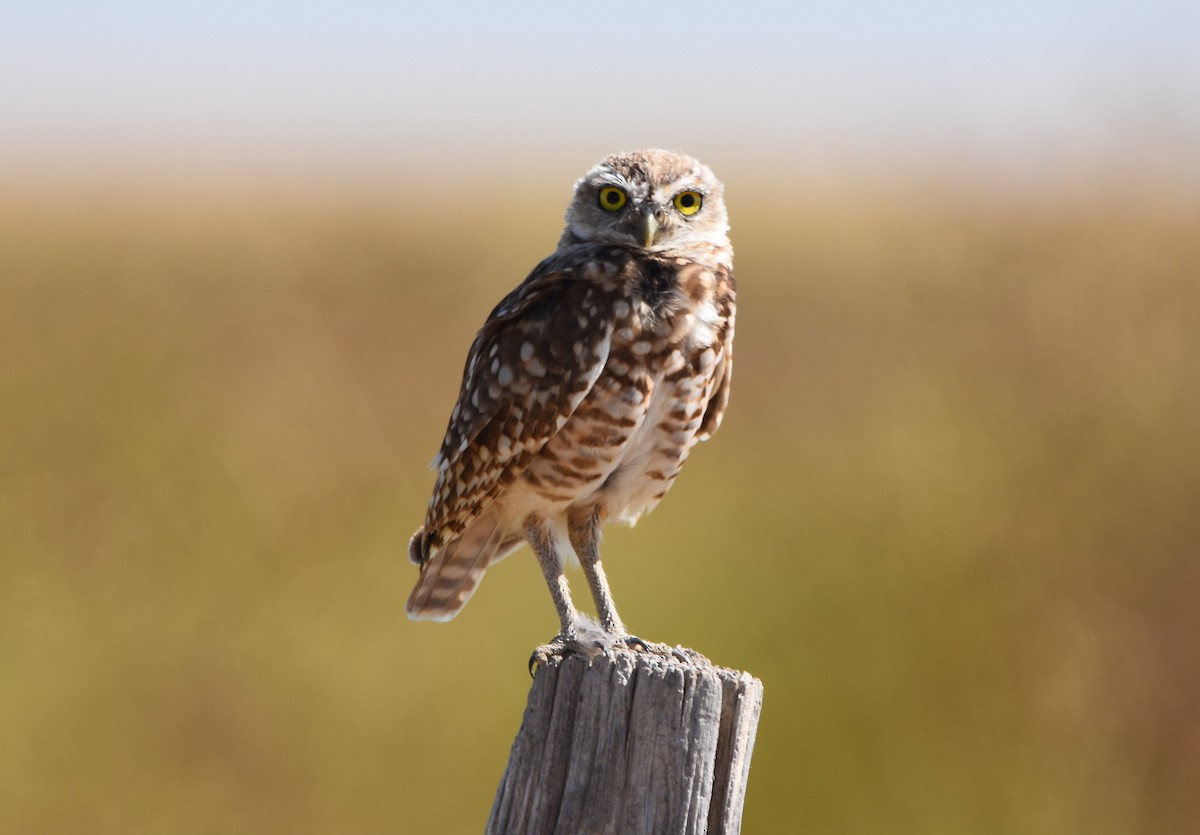 Burrowing Owl - Christi McMillen