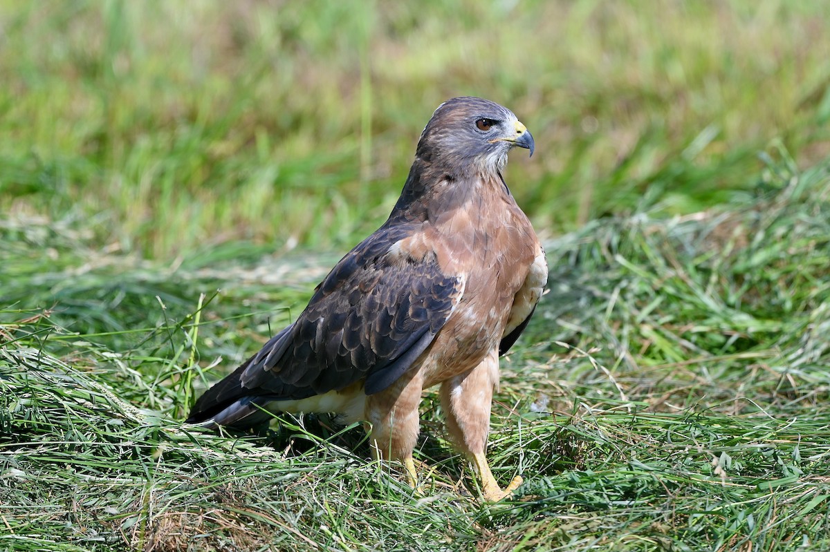 Swainson's Hawk - Bill Schneider