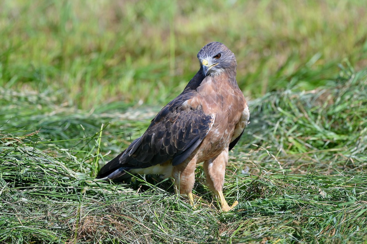 Swainson's Hawk - Bill Schneider