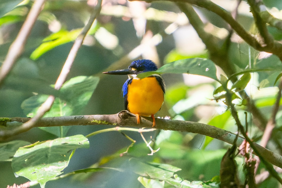Papuan Dwarf-Kingfisher - Jun MATSUI