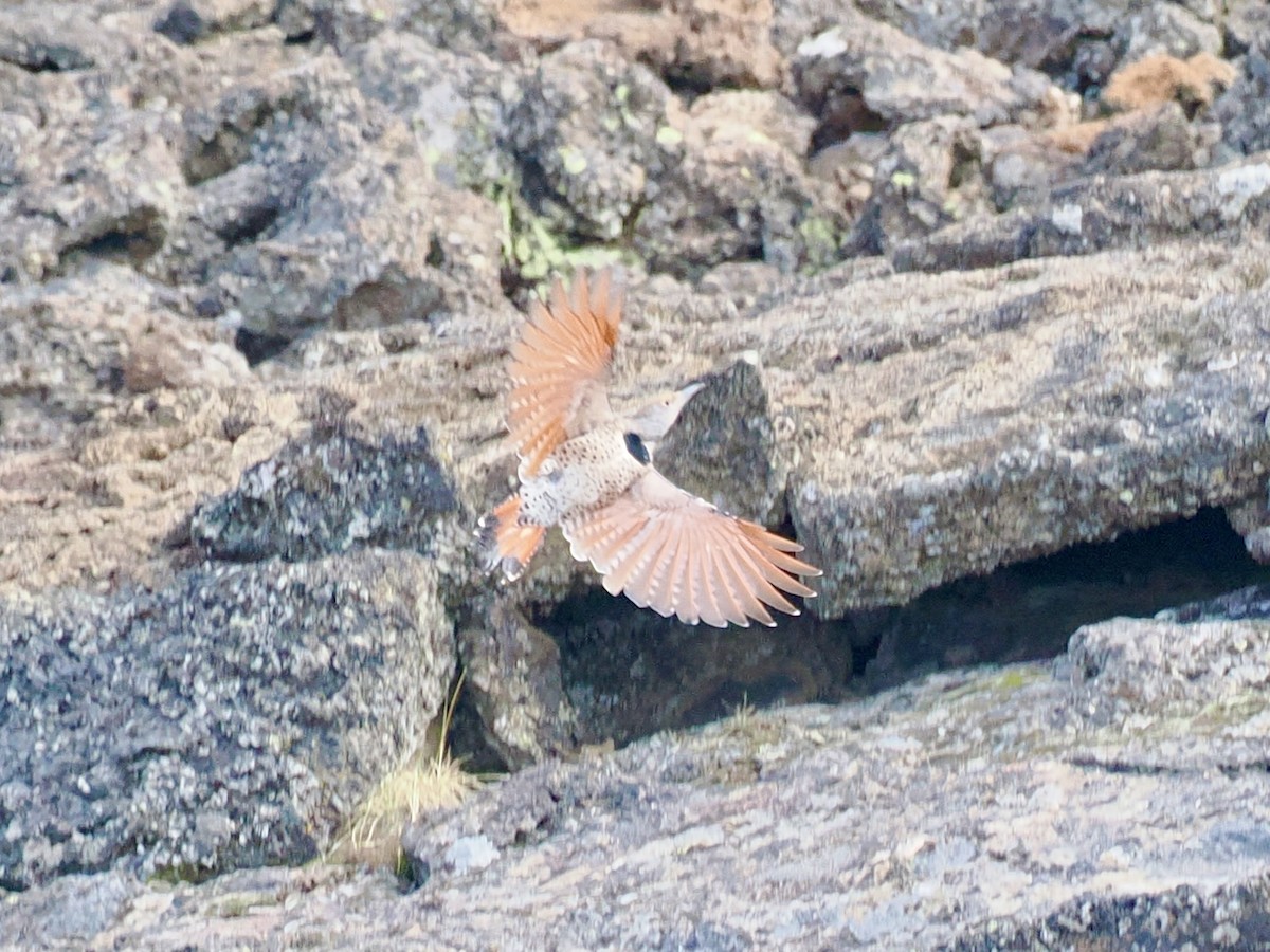 Northern Flicker - ML608497062