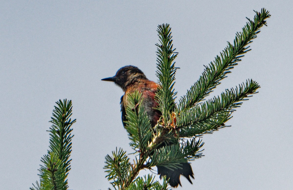 datel červenolící - ML608497111