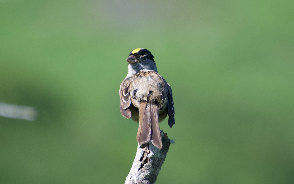 Golden-crowned Sparrow - ML608497262