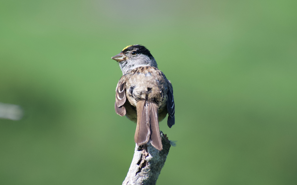 Golden-crowned Sparrow - ML608497264