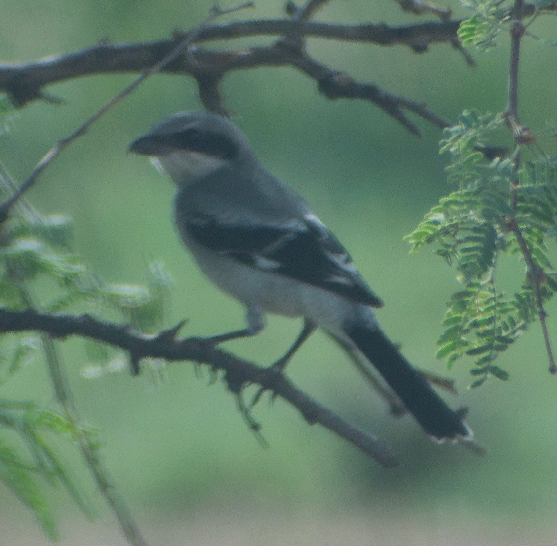 Loggerhead Shrike - ML608497311