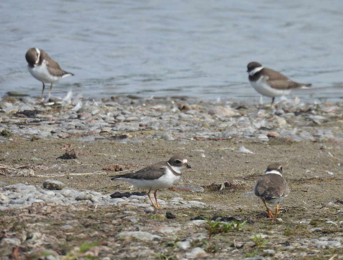 Semipalmated Plover - ML608497449
