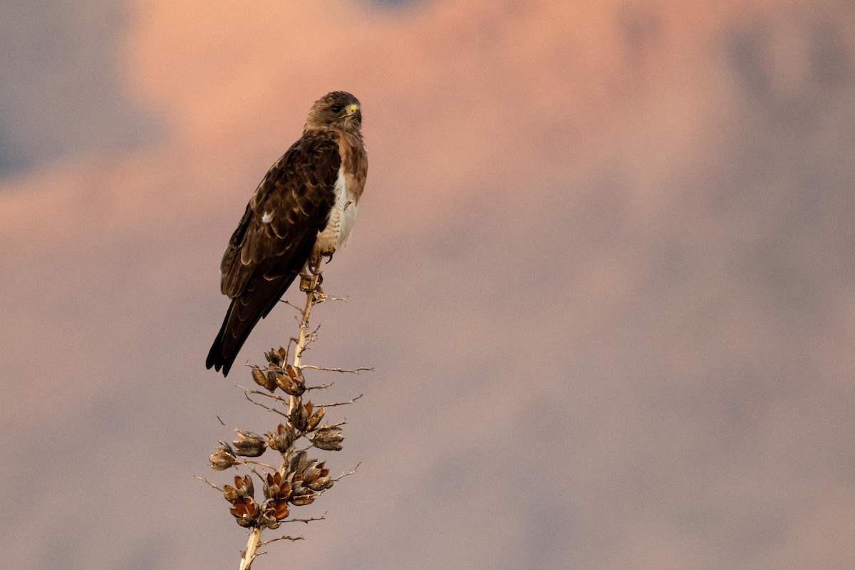 Swainson's Hawk - ML608497519