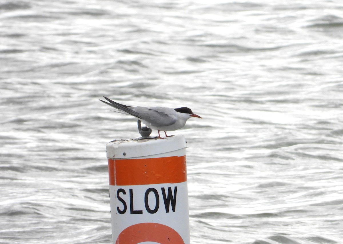 Common Tern - ML608497525