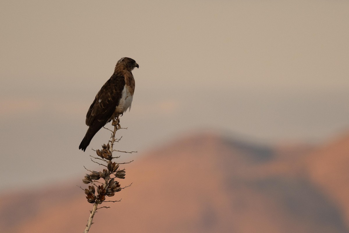 Swainson's Hawk - Jamie Vidich