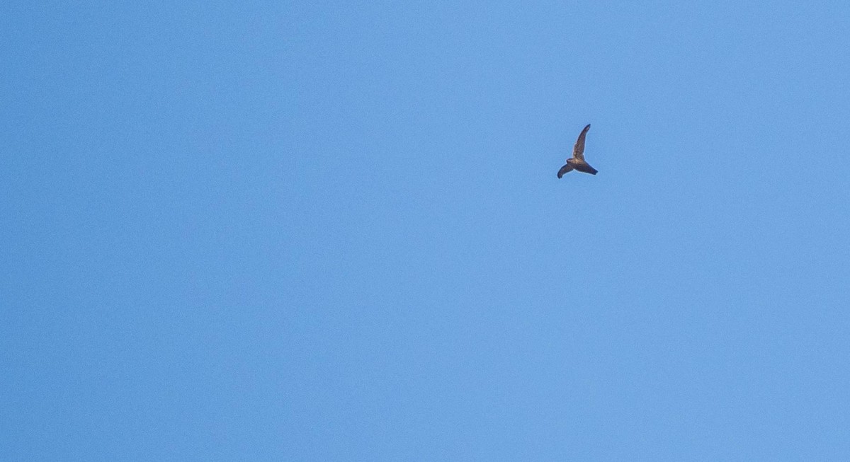 Chimney Swift - Matt M.