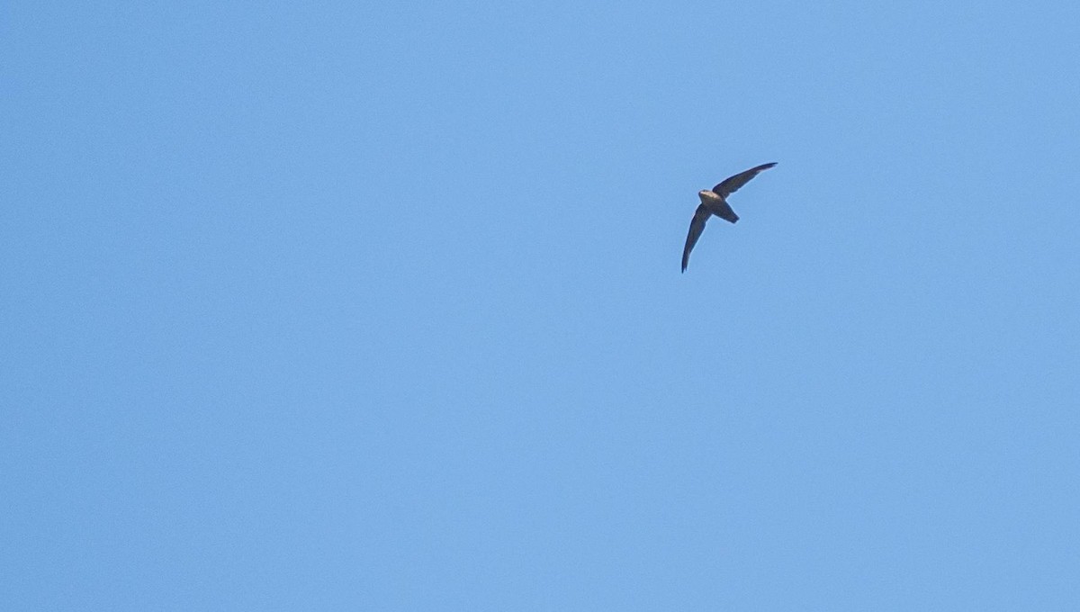 Chimney Swift - Matt M.