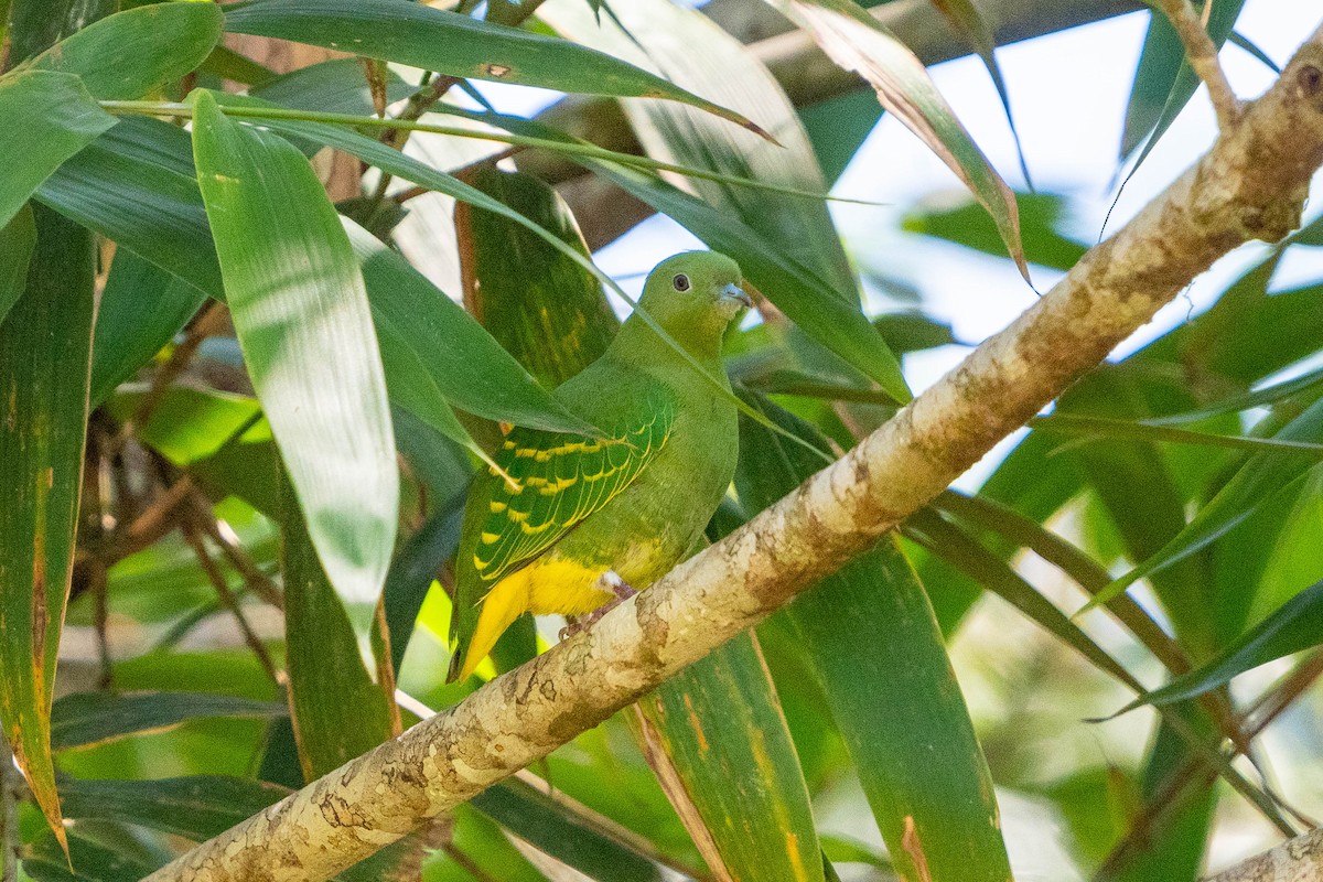 Dwarf Fruit-Dove - ML608497557