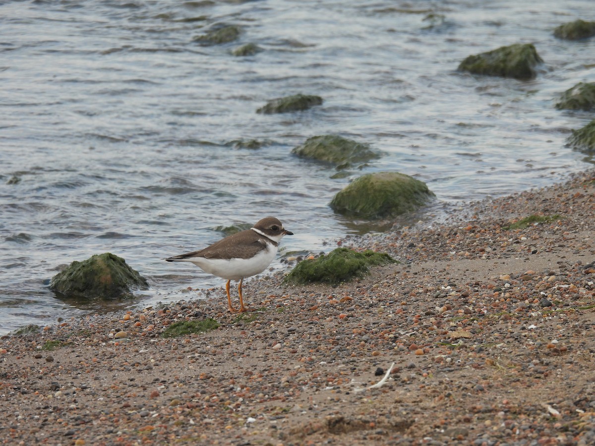 Semipalmated Plover - ML608497572