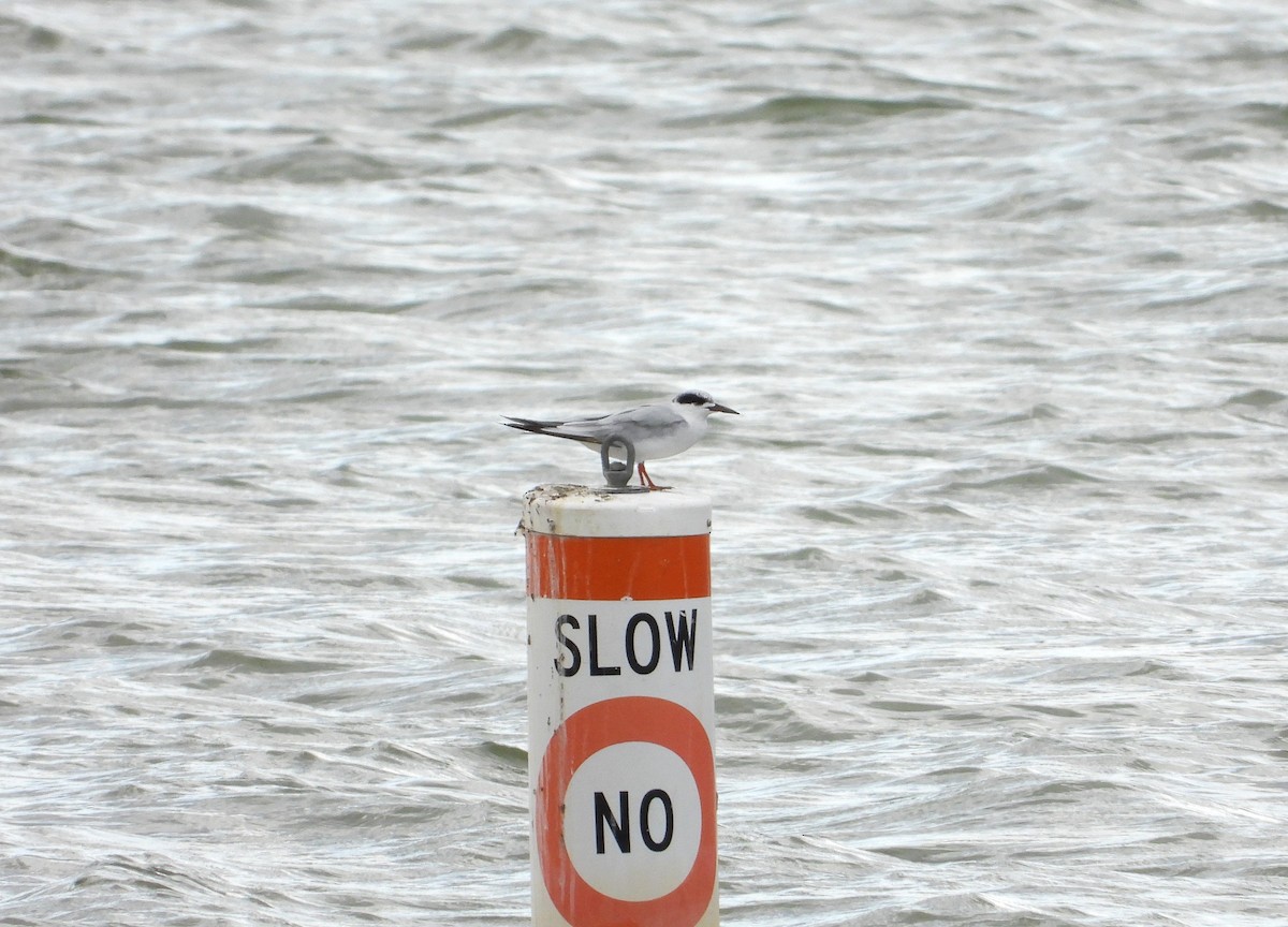 Forster's Tern - Lori Shuler