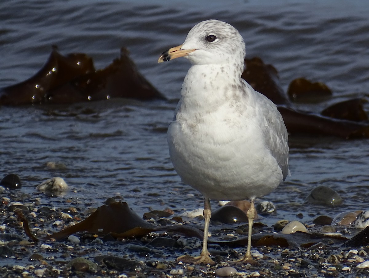 Ring-billed Gull - ML608497606