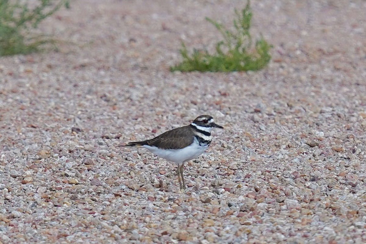 Killdeer - ML608497776