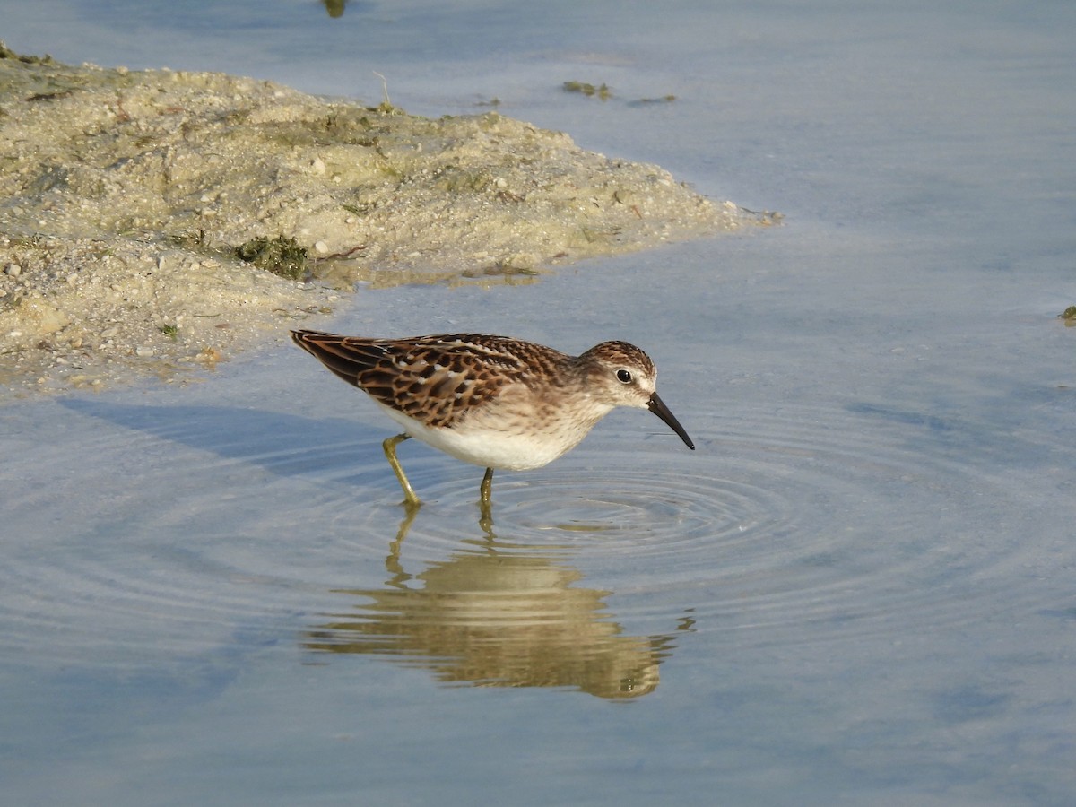 Least Sandpiper - ML608497824