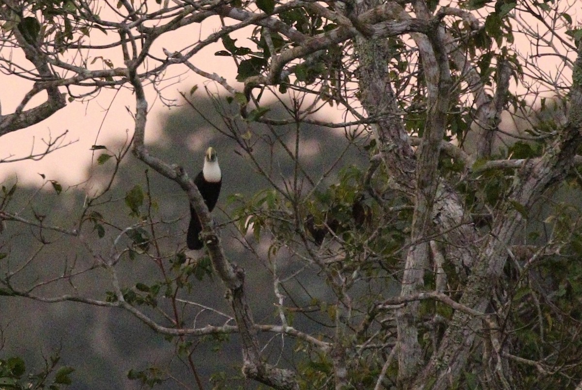 Channel-billed Toucan (Yellow-ridged) - Richard Greenhalgh