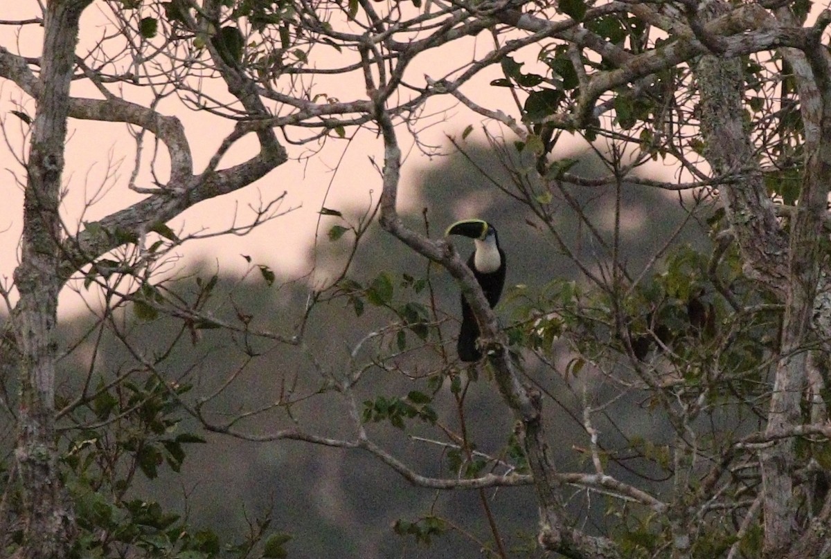 Channel-billed Toucan (Yellow-ridged) - ML608497837