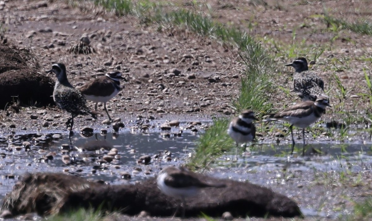 American Golden-Plover - ML608497882