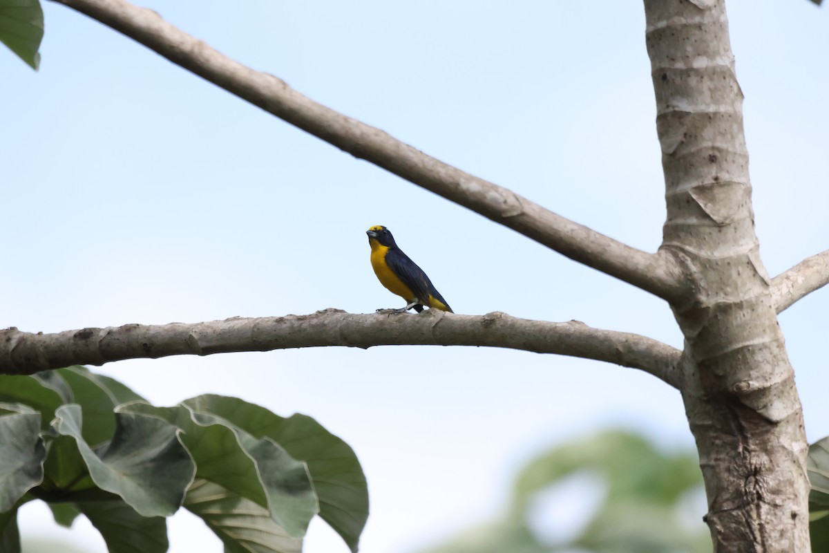 Yellow-throated Euphonia - ML608497941