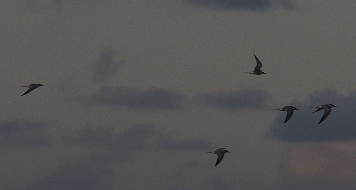 Common Tern - ML608498132