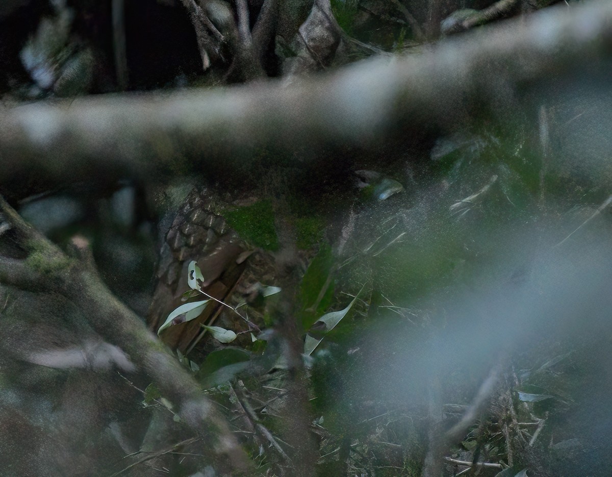 Variegated Antpitta - ML608498179