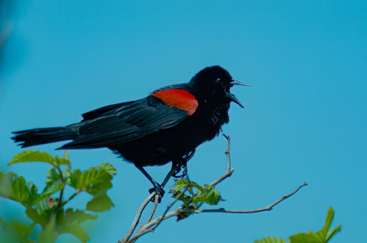 Red-winged Blackbird - ML608498288