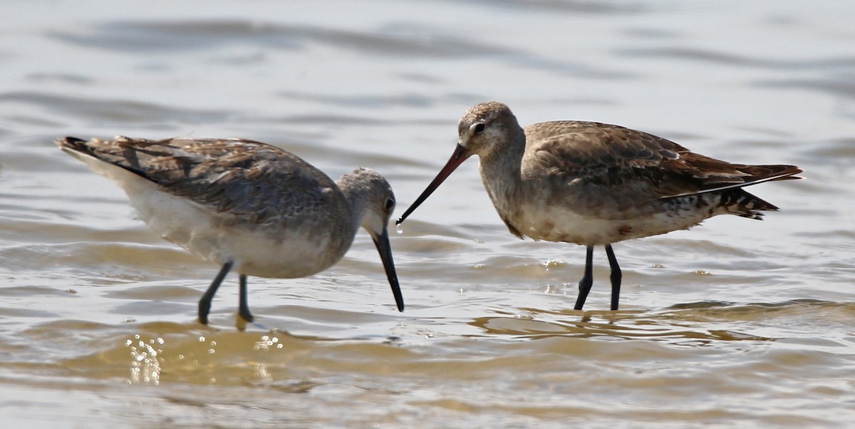 Hudsonian Godwit - ML608498435