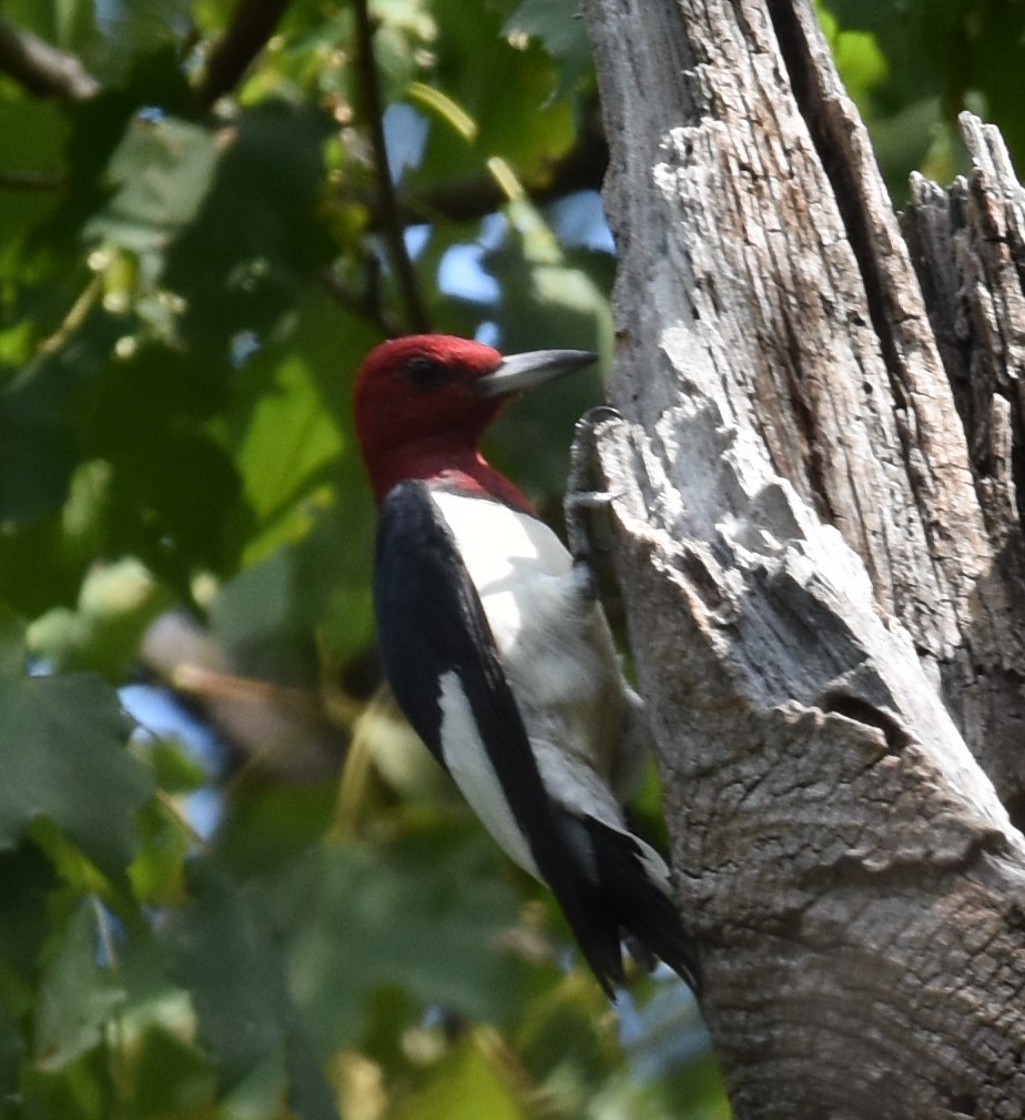 Red-headed Woodpecker - ML608498461