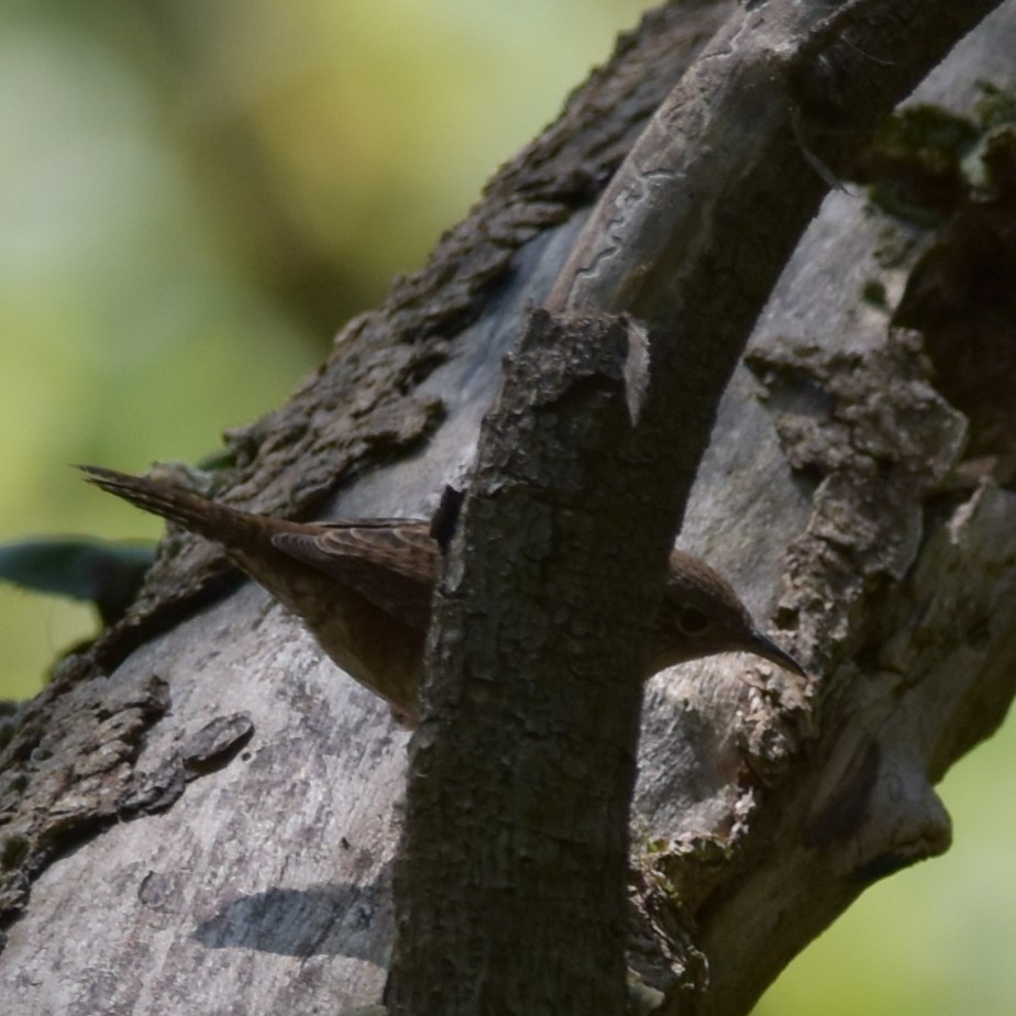 Northern House Wren - ML608498486