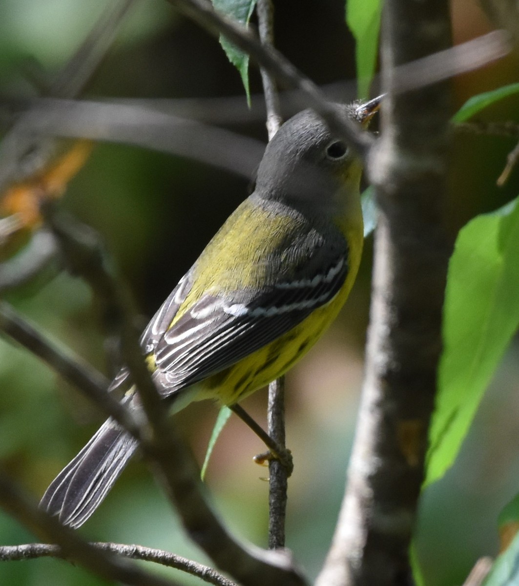 Magnolia Warbler - ML608498513