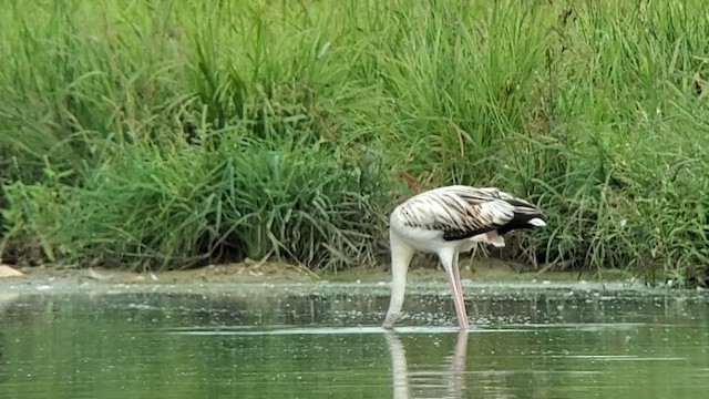 American Flamingo - ML608498517