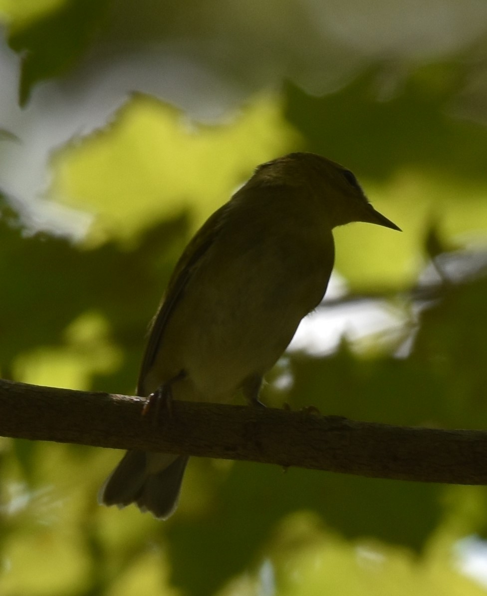 Yellow Warbler (Northern) - ML608498593