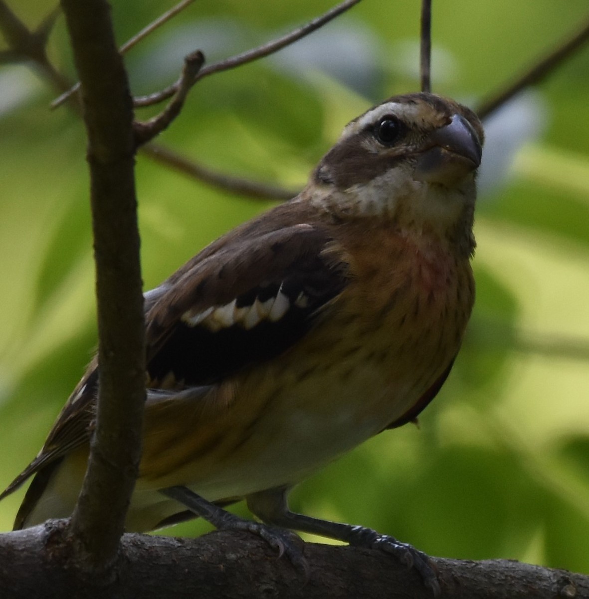 Rose-breasted Grosbeak - ML608498616
