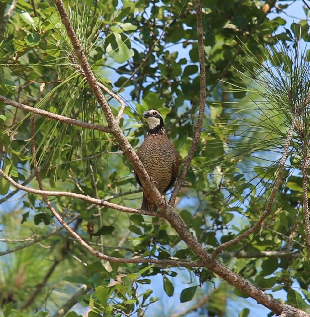 Northern Bobwhite - ML608498665