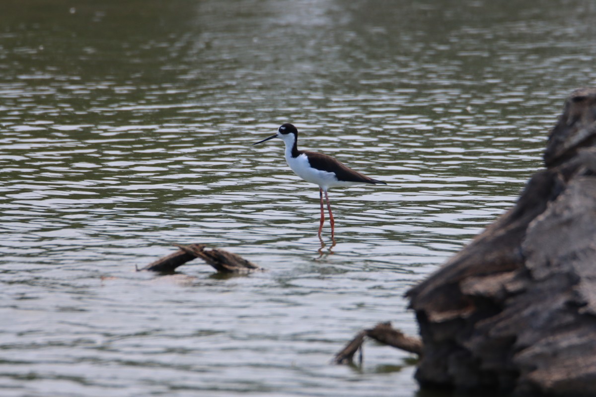 Black-necked Stilt - ML608498725