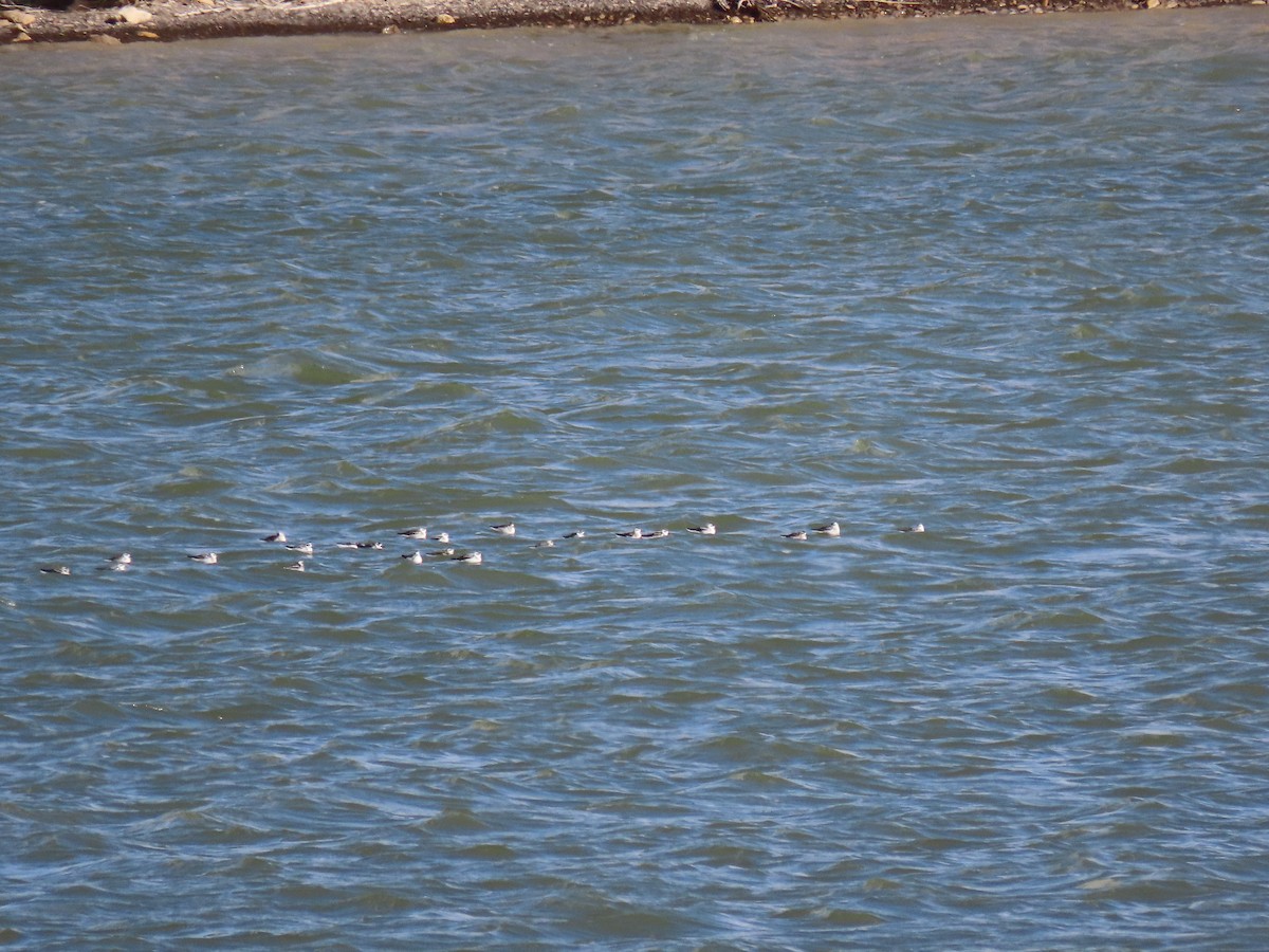 Phalarope à bec étroit - ML608498768