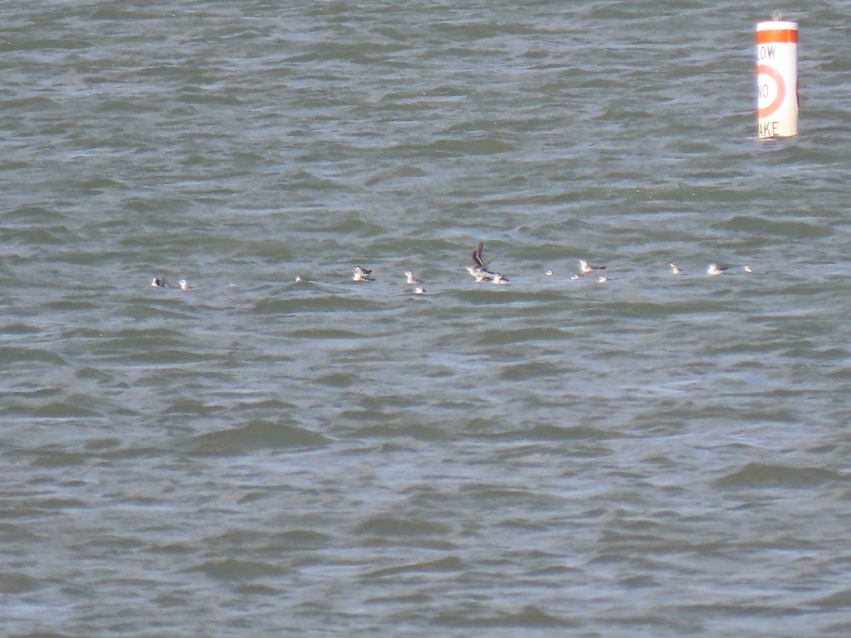 Phalarope à bec étroit - ML608498845