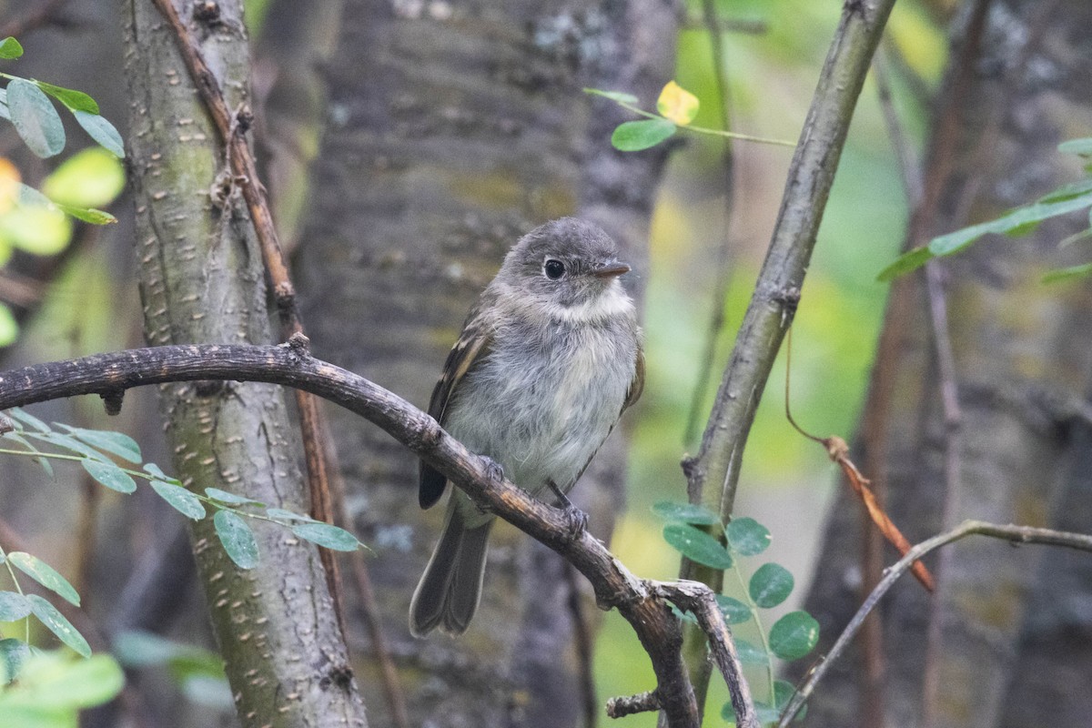 Least Flycatcher - ML608498897