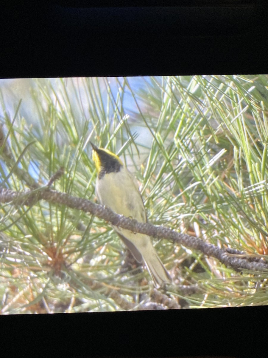 Hermit Warbler - ML608498939